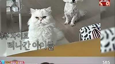 Heo Anna opens up about pet loss syndrome after losing dog and cat