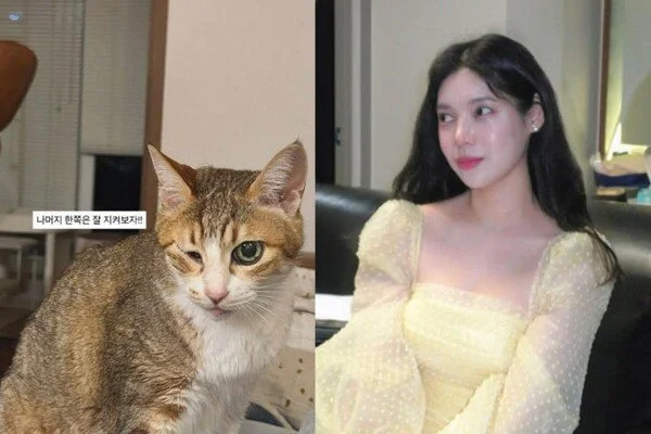 Singer Bae Da-hae shares heartbreaking update on elderly cat's eye surgery following passing of…